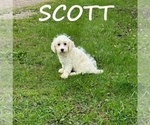 Small Schnoodle (Miniature)
