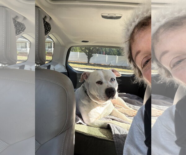 Medium Photo #8 American Staffordshire Terrier-Unknown Mix Puppy For Sale in Holly Springs, NC, USA