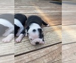 Small #3 Boston Terrier