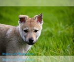 Small #20 Czech Wolfdog