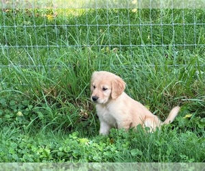 Golden Retriever Puppy for sale in PULASKI, VA, USA