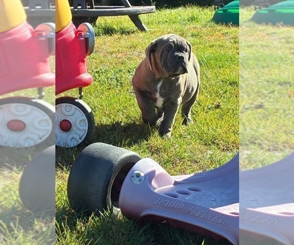 Medium Photo #5 English Bulldogge Puppy For Sale in CENTER BARNSTEAD, NH, USA