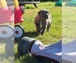 Small Photo #5 English Bulldogge Puppy For Sale in CENTER BARNSTEAD, NH, USA