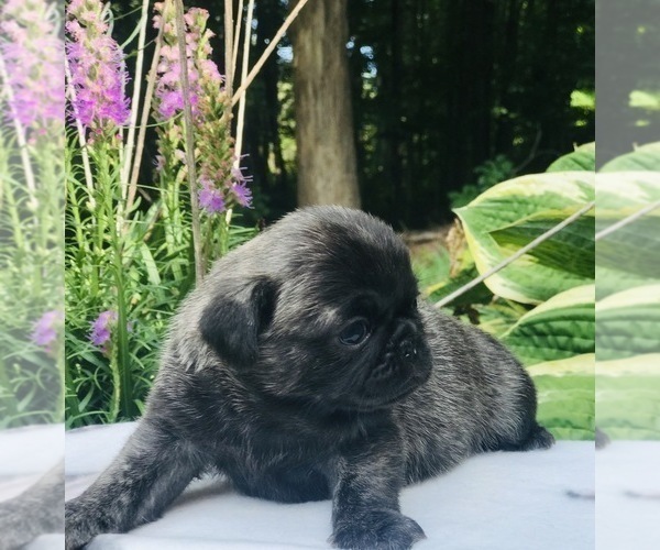 Medium Photo #8 Pug Puppy For Sale in CANTON, CT, USA