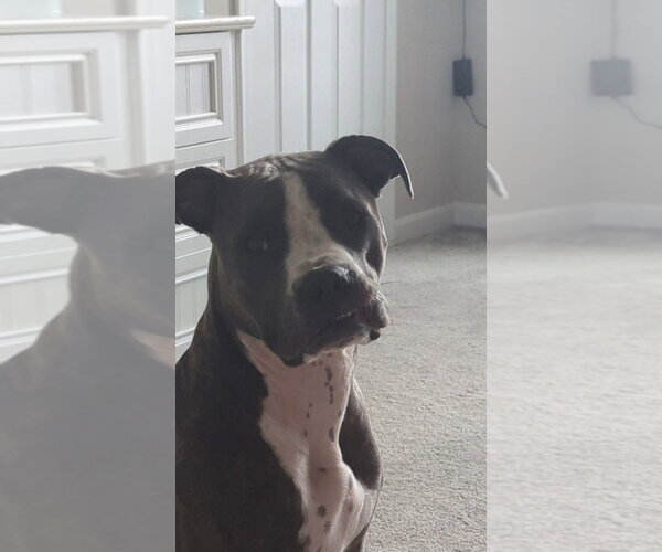 Medium Photo #2 Boxer-Staffordshire Bull Terrier Mix Puppy For Sale in Aurora, IN, USA