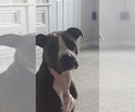Small #1 Boxer-Staffordshire Bull Terrier Mix