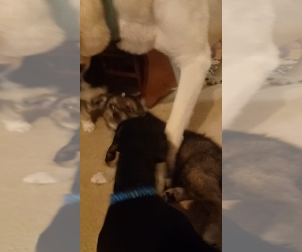 Medium Photo #14 Gerberian Shepsky Puppy For Sale in EDMORE, MI, USA