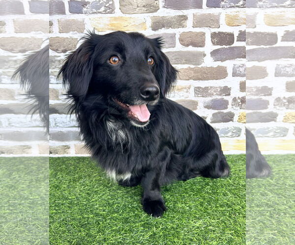 Medium Photo #2 Colonial Cocker Spaniel-Unknown Mix Puppy For Sale in Corona, CA, USA