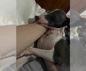 Italian Greyhound Puppy for sale in MIAMI, FL, USA