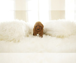 Small Photo #1 Poodle (Standard) Puppy For Sale in LAS VEGAS, NV, USA