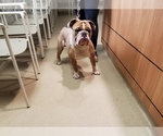 Small Photo #2 Bulldog Puppy For Sale in FORT CAMPBELL, KY, USA