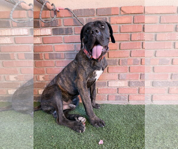 Medium Photo #1 Mastiff Puppy For Sale in Goodyear, AZ, USA