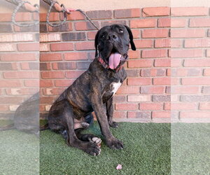 Mastiff Dogs for adoption in Goodyear, AZ, USA