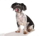 Small #1 Shih Tzu Mix