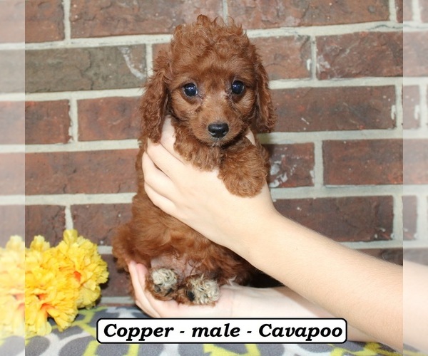 Medium Photo #1 Cavapoo (Miniature) Puppy For Sale in CLARKRANGE, TN, USA