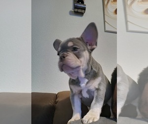 French Bulldog Puppy for sale in SAN ANTONIO, TX, USA