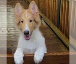 Small Photo #1 Collie Puppy For Sale in WILMINGTON, NC, USA