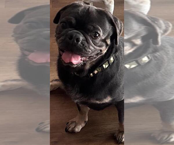 Medium Photo #1 Pug Puppy For Sale in Elizabeth City, NC, USA