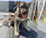Puppy Coco German Shepherd Dog