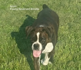 Mother of the Boxer puppies born on 04/07/2017