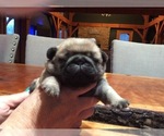 Small Photo #1 Pug Puppy For Sale in BURNINGTOWN, NC, USA
