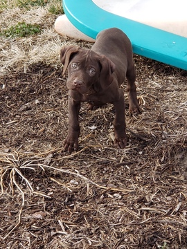 Medium Photo #1 German Shorthaired Pointer Puppy For Sale in HINDSBORO, IL, USA
