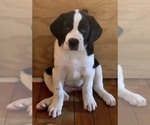 Small Photo #6 Cane Corso-Saint Bernard Mix Puppy For Sale in WORCESTER, MA, USA