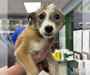 Australian Shepherd-Unknown Mix Dogs for adoption in Washington, DC, USA