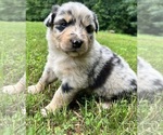 Puppy Flynn Australian Shepherd