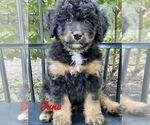 Small Photo #4 Miniature Bernedoodle Puppy For Sale in BOWLING GREEN, OH, USA