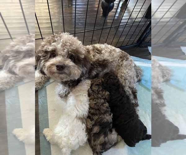 Medium Photo #1 Poodle (Toy) Puppy For Sale in MURRIETA, CA, USA