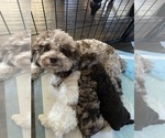 Small Photo #1 Poodle (Toy) Puppy For Sale in MURRIETA, CA, USA