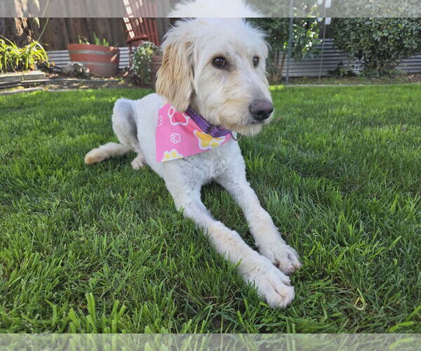Medium Photo #4 Miniature Labradoodle Puppy For Sale in Clovis, CA, USA