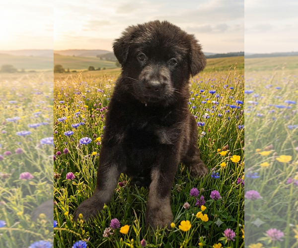 Medium Photo #3 German Shepherd Dog Puppy For Sale in PITTSBURGH, PA, USA