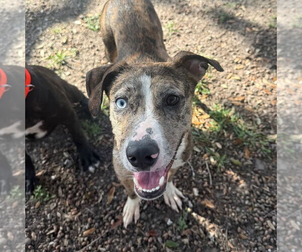Medium Photo #3 Catahoula Leopard Dog-Unknown Mix Puppy For Sale in Rockaway, NJ, USA