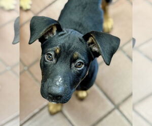 Mutt Dogs for adoption in Jefferson, NJ, USA