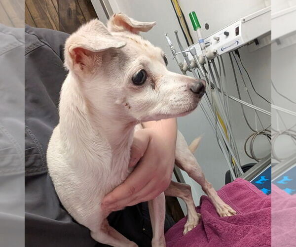 Medium Photo #1 Chihuahua-Unknown Mix Puppy For Sale in Chico, CA, USA