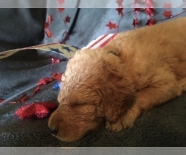 Medium Photo #3 Labradoodle Puppy For Sale in DURHAM, CA, USA