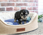 Small #3 Schnauzer (Miniature)