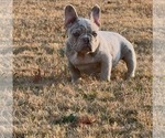 Small #1 French Bulldog