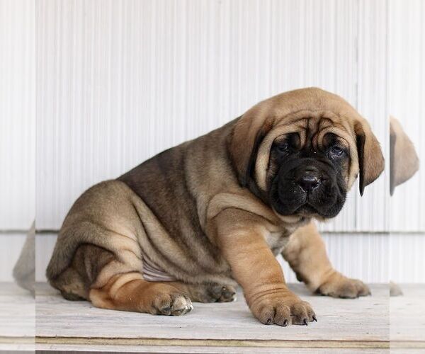 Medium Photo #2 Cane Corso Puppy For Sale in LANCASTER, PA, USA