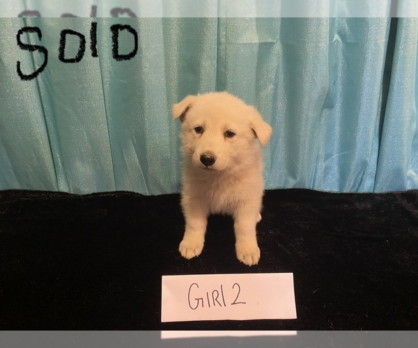 Medium Photo #2 German Shepherd Dog Puppy For Sale in COLCORD, OK, USA
