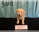 Small Photo #2 German Shepherd Dog Puppy For Sale in COLCORD, OK, USA