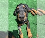 Puppy 11 Doberman Pinscher