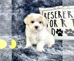 Small #1 Maltipoo
