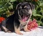 Small #6 French Bulldog