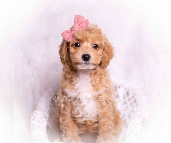 Medium Photo #4 Poodle (Miniature) Puppy For Sale in WARSAW, IN, USA
