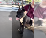 Small #1 Mutt