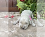 Small #1 Golden Retriever