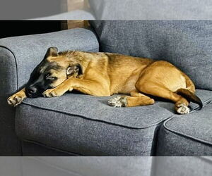 Raven - Female Mutt Dog for Adoption - Photo #11